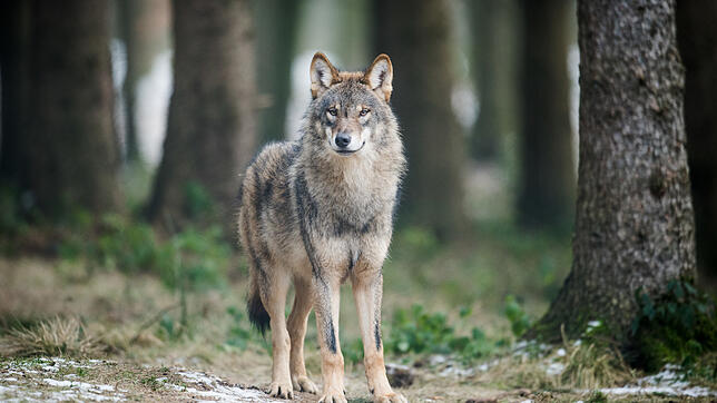 Ein Wolf (Canis Lupus Lupus) steht in einem Gehege des Biotopwildpark Anholter Schweiz in Nordrhein-Westfalen (Archivbild). Die Tiere ...
