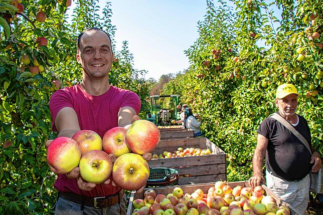 Landwirt Clemens Stoll (links) freut sich über die vielen Äpfel – das war 2018. Doch im vergangenen Jahr sorgte Frost für ...