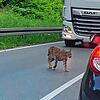Der Luchs wurde auf der B 34 zwischen Güttingen und Stahringen gesichtet