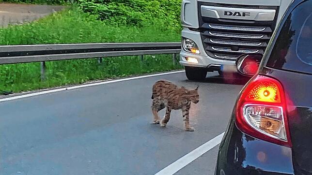 Der Luchs wurde auf der B 34 zwischen Güttingen und Stahringen gesichtet