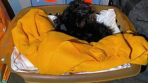 Ein kleines, schutzloses Fellbündel auf verschmutzter Decke: So haben die Zöllner den Yorkshire-Terrier-Welpen in einem Kleintransporter ...