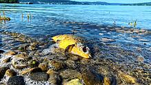 Auf der Reichenau in der Nähe des Sandseele-Campingplatzes wurde der tote Fisch gesichtet. Geht von ihm eine Gefahr aus?