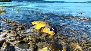 Auf der Reichenau in der Nähe des Sandseele-Campingplatzes wurde der tote Fisch gesichtet. Geht von ihm eine Gefahr aus?