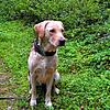 Ein Labrador, der aus einer Zucht stammt.