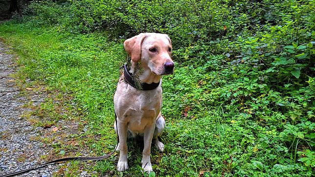 Ein Labrador, der aus einer Zucht stammt.