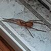 Auch in einem Bad Säckinger Wohnhaus wurde jetzt eine etwa 5 Zentimeter große Nosferatu-Spinne entdeckt.