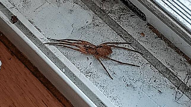 Auch in einem Bad Säckinger Wohnhaus wurde jetzt eine etwa 5 Zentimeter große Nosferatu-Spinne entdeckt.