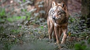 Der Wolf – ein Zaun soll Weidetiere vor ihm schützen, jetzt auch in Gütenbach.  Foto: Dennis Wachtel