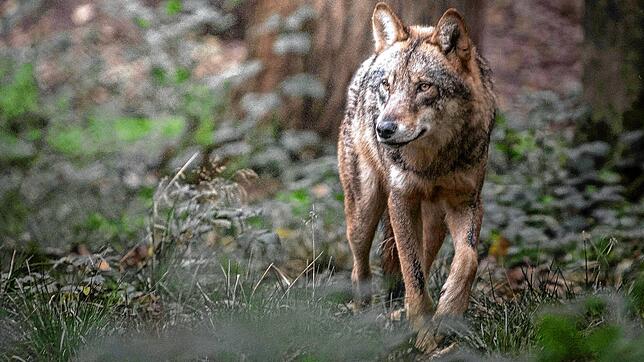 Der Wolf – ein Zaun soll Weidetiere vor ihm schützen, jetzt auch in Gütenbach.  Foto: Dennis Wachtel