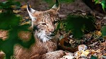 Ein Eurasicher Luchs im Tiergarten Nürnberg. Im Schwarzwald ist nun ein einjähriges Tier ausgewildert worden.