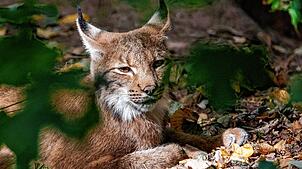 Ein Eurasicher Luchs im Tiergarten Nürnberg. Im Schwarzwald ist nun ein einjähriges Tier ausgewildert worden.