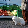 Vor Corona haben viele Hundehalter ihre Tiere mit auf den Markt gebracht &ndash; nun wurden sie vom kommunalen Ordnungsdienst darauf ...