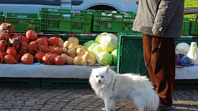 Vor Corona haben viele Hundehalter ihre Tiere mit auf den Markt gebracht &ndash; nun wurden sie vom kommunalen Ordnungsdienst darauf ...
