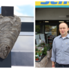 Ein ansehnliches Nest haben sich Wespen einer nicht aggressiven Art an einem Fahrradunterstand beim Edeka-Markt Schönauer in Villingen ...