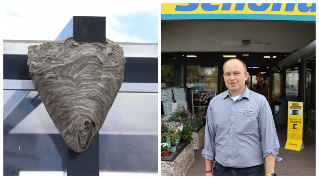 Ein ansehnliches Nest haben sich Wespen einer nicht aggressiven Art an einem Fahrradunterstand beim Edeka-Markt Schönauer in Villingen ...