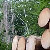 Der Wald leidet in diesen Wochen unter Trockenheit und unter Schädlingen.