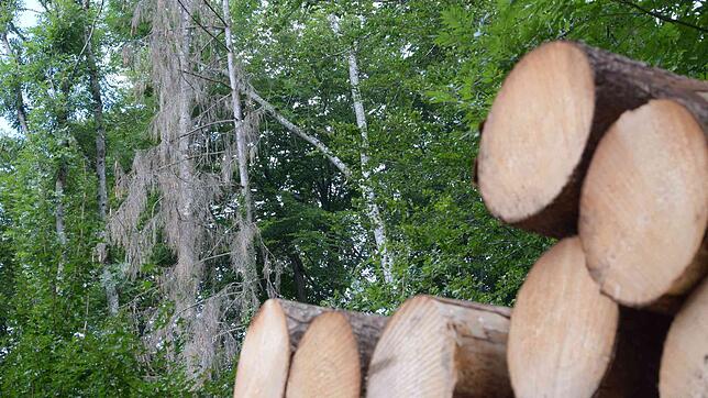 Der Wald leidet in diesen Wochen unter Trockenheit und unter Schädlingen.
