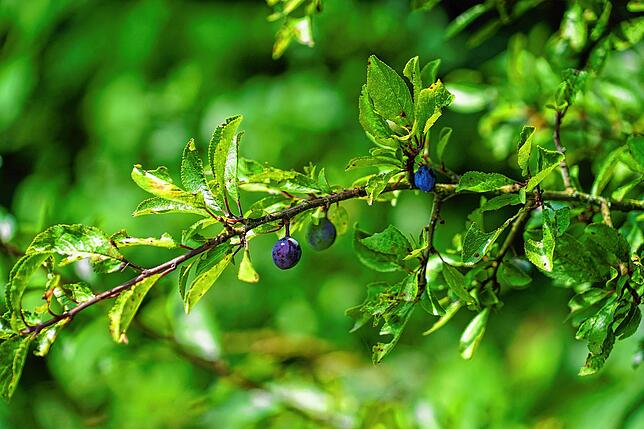 Schlehen sollte man erst ab September ernten, wenn sie komplett dunkelblau sind. Die Beeren eigenen sich für das Zubereiten von Saft, ...