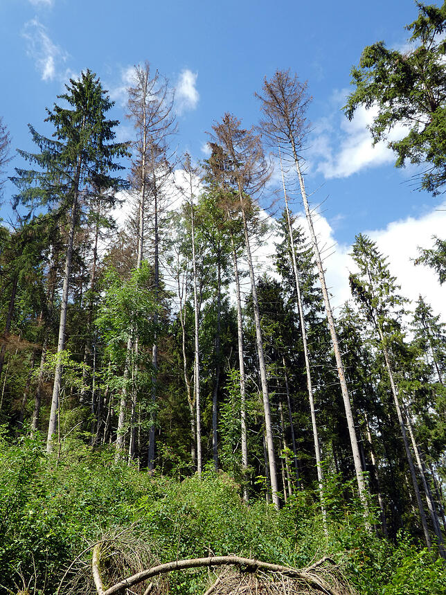 Was der Borkenkäfer bewirkt, ist hier deutlich zu sehen: Die befallenen Fichten sterben ab und werden braun. Die Waldarbeiter müssen ...