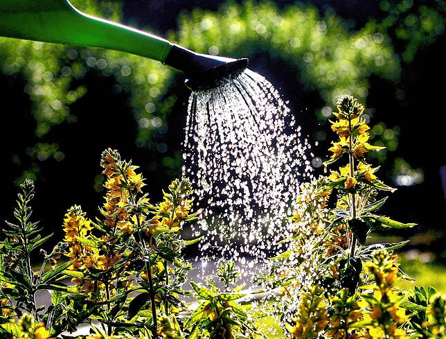 Pflanzen brauchen keine Dusche. Es ist besser für sie, wenn das Gießwasser direkt an die Erde über ihre Wurzeln gegeben wird.