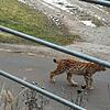 Ziemlich nah dran: Der Höri-Luchs streift bei seiner Wanderung direkt am Balkon von Anna-Lena Braun auf dem Hof in Schienen vorbei. ...