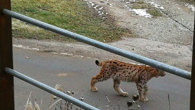 Ziemlich nah dran: Der Höri-Luchs streift bei seiner Wanderung direkt am Balkon von Anna-Lena Braun auf dem Hof in Schienen vorbei.