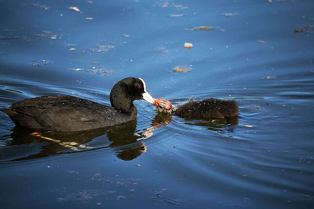Eine Blässhuhn-Mama füttert hier auf dem Affenberg-Weiher ihr kleines Küken.