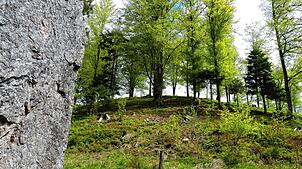 Häusern plant eine Waldweide, wie es sie wie hier am Nonnenmattweiher im Kleinen Wiesental schon gibt. Bild: Dirk Sattelberger