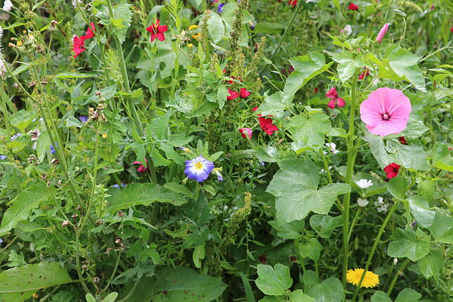 Bunte Blumen gehören im Internationalen Schulgarten freilich auch dazu, geht es doch hier nicht allein um den Zweck der Ernte, sondern ...