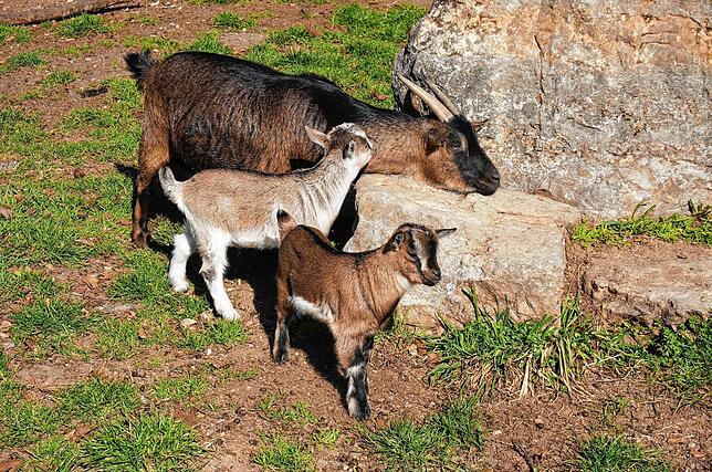 Bild 3: Tiere im Wildgehege und ihr Nachwuchs genießen die Sonne