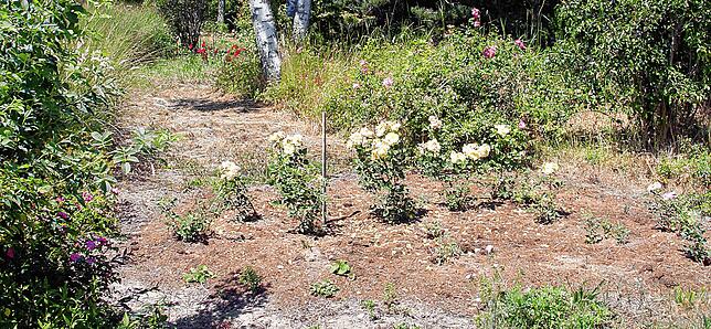 Bild 8: Rosengarten, Aussichtsturm und Spielvergnügen: So schön ist es nur auf dem Villinger Hubenloch