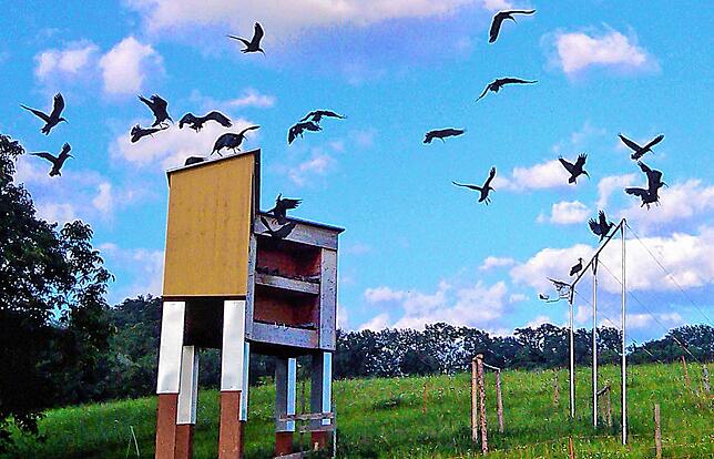 Viel Flugbetrieb von Eltern und Verwandten an der Brutwand.