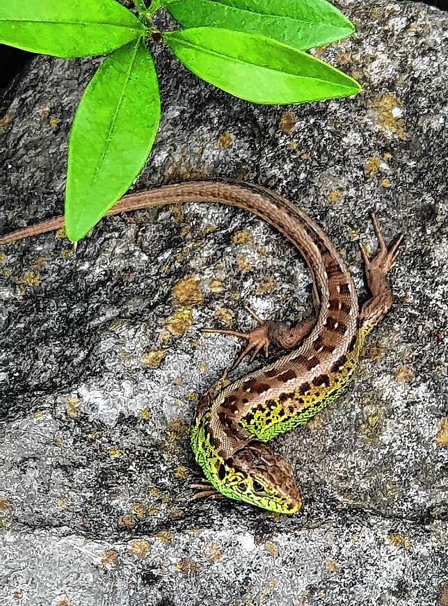 Das Zauneidechsenmännchen genießt die Ruhe im Garten.