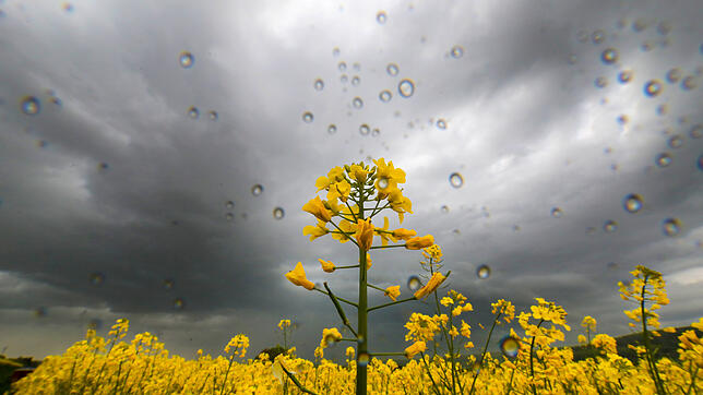 Blick während eines Gewitters durch ein blühendes Rapsfeld in den bewölkten Himmel. Bis Mitte der Woche kann es noch häufiger regnen, ab ...