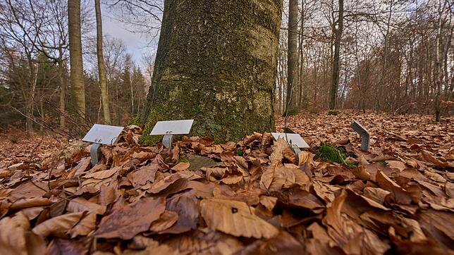 Ruhe unter Bäumen (Foto-Archiv)