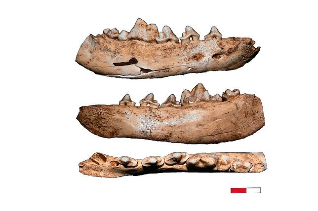 Diese Gebissreste von gezähmten Wölfen wurden in der Gnirshöhle im Hegau gefunden.