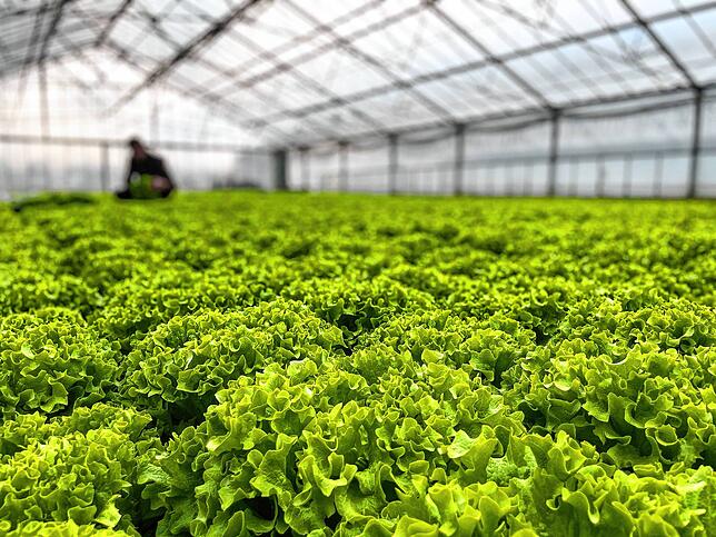 Salatanbau auf der Reichenau: Die meisten Kulturen sind in Gewächshäusern, was sie resistenter gegen den Klimawandel macht.