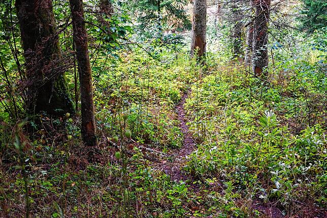 Deurlich kann man im Wald die Spur des Bibers von der Steina bis hoch zu den Streuobstwiesen verfolgen, die er seit einem halben Jahr ...