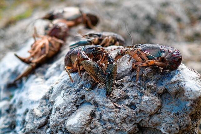 Tote Kamberkrebse von liegen beim Steg an an der Bodensee-Therme Konstanz auf dem trocken gefallenen Uferbereich.