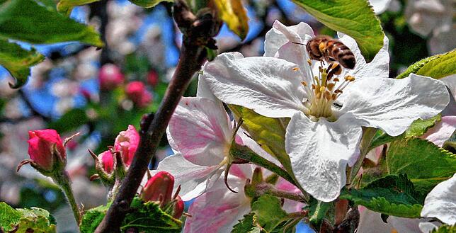 Die Apfelblüte ist nicht nur für Bienen eine Labsal, auch für das Auge ist es eine Pracht.