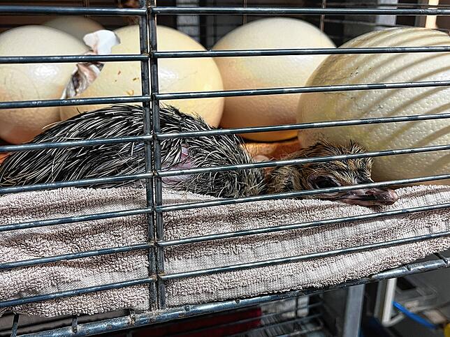 Bild 5: Wie süß! Wir begleiten Nachwuchs auf der Straußenfarm bei den ersten Schritten. Mit Videos