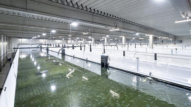 320&nbsp;000 Crevetten wachsen in den Becken.