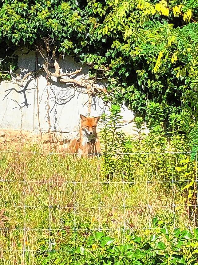 Auch im Garten von Wolfgang Philipp sonnte sich dieser Tage ein Fuchs.