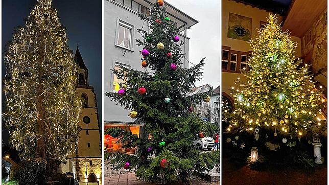 Weihnachtsbäume ziehen jedes Jahr in der Adventszeit die Blicke auf sich. In der Region gibt es jedes Jahr ganz unterschiedliche Exemplare.