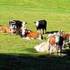Oswald Tröndle, Landwirt in Oberweschnegg &ndash; hier auf einer seiner Weiden &ndash; und Vorsitzender des BLHV-Kreisverbands Waldshut, ...