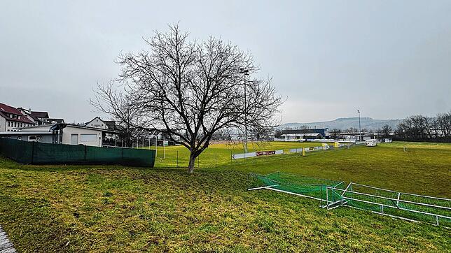 Auf dieser Wiese direkt neben dem Rasenplatz des VfR Horheim-Schwerzen wird der Kunstrasenplatz angelegt. Bild: Sandra Holzwarth