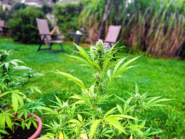 Anbau und Konsum von Cannabis in einem Villinger Garten (Symbolbild) ist problemlos möglich.