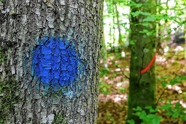Solche Markierungen nutzen die Förster, um längerfristige Maßnahmen zu kennzeichnen. Der blaue Punkt steht für einen Zukunfstbaum, den ...