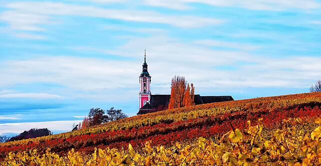 Leserreporter Reinhold Köfer begeisterte sich für die Intensität der herbstlichen Verfärbung der Birnauer Weinreben. Im Hintergrund die ...