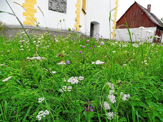 Die Blumenwiese neben der Kirche in Röhrenbach wird wird derzeit von der wilden Möhre (mit den weißen Dolden) dominiert.